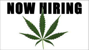 now hiring 300x169 - Writing a Resume for the Cannabis Industry
